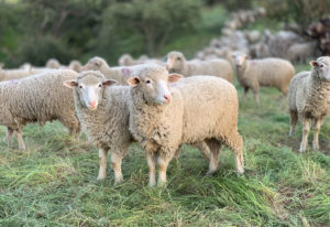 Advanced Sheep Breeding Services