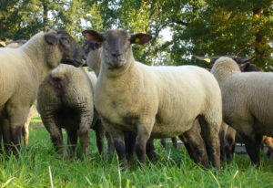 sheep-breeding-body2