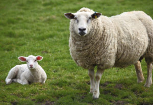 sheep-breeding-body
